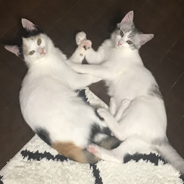 合体したら強そうだね！(*≧∀≦*)