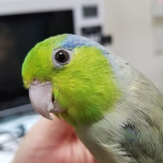 マメルリハ 里親さん募集です