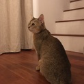 べったり甘えん坊アビ