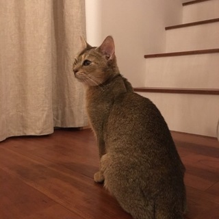 べったり甘えん坊アビ