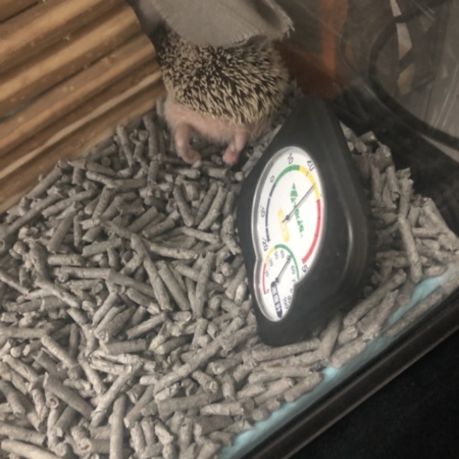 あみてんのカバー写真