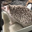♀ハリネズミ里親募集【一時休止】