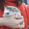 ♀ハリネズミ里親募集【一時休止】 サムネイル3