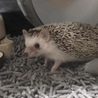 ♀ハリネズミ里親募集【一時休止】 サムネイル4