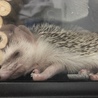 ♀ハリネズミ里親募集【一時休止】 サムネイル5
