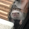 ♀ハリネズミ里親募集【一時休止】 サムネイル6