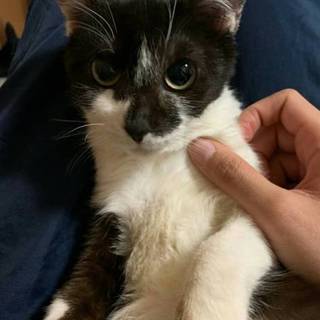 多頭飼い崩壊の保護猫