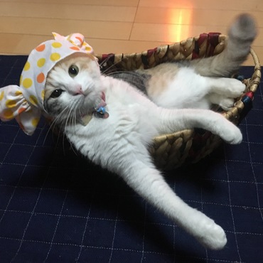 ねこキャンディちゃん