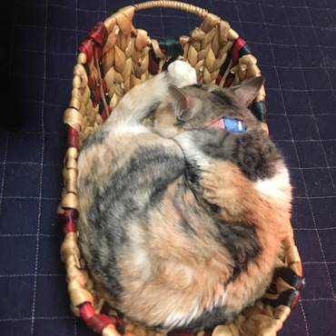 にゃんもないと