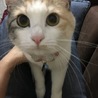 蕨餅たべたい