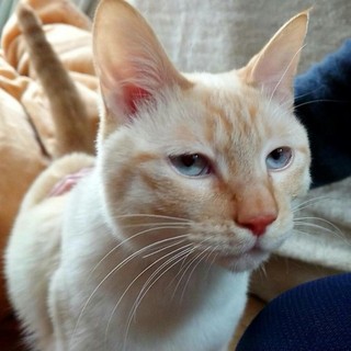 捨てられた行き倒れの猫