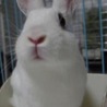 保護うさぎ：甘えんぼ穂香（ほのか）ちゃん サムネイル4
