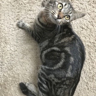 アメショー柄が魅力的