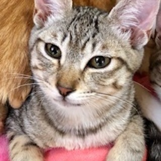 寝顔が笑顔のサバトラ君　スマイル君