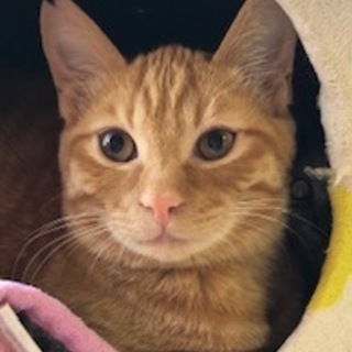 ちょっとビビリで優しい子　茶トラのホープ君