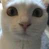 にゃんきち2580