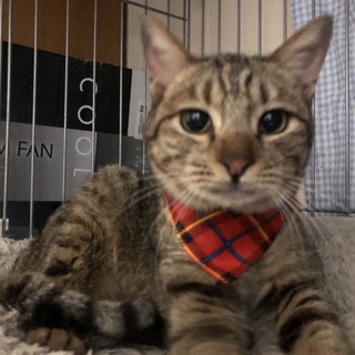 被災地 岡山県真備町で保護したモモちゃん