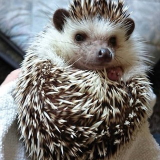 ハリネズミ/シナモン/女の子/5歳