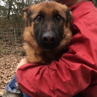 里親様探しています。