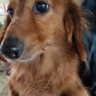 チャリス里親募集