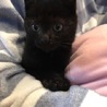 とにかく可愛い黒猫ちゃんの瑠衣君 サムネイル5