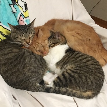 ちび太の写真