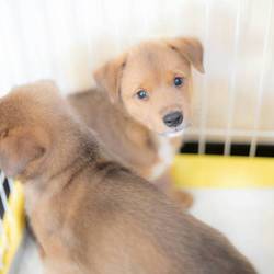 NPO法人アニマルレスキューMikiJapan〜譲渡会〜