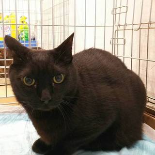 黒猫のティー君