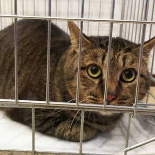 多頭飼育現場よりno10キジくん