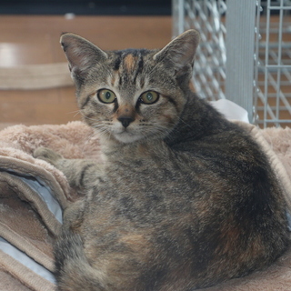 生後半年✴︎かわいいサバトラの女の子