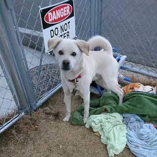 自宅前で保護。人懐っこい男の子です。