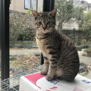 生後半年✴︎かわいいサバトラオス♂