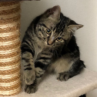 アメショー柄《うず》