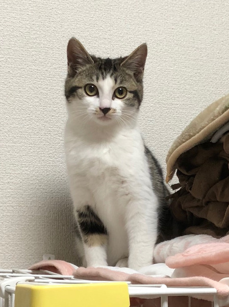 アメショー柄キジ白 うに 愛知県 猫の里親募集 ペットのおうち 月間利用者150万人