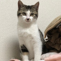 アメショー柄キジ白《うに》