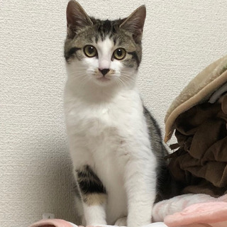 アメショー柄キジ白《うに》