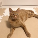 片目の夢くん！人馴れ抜群です！