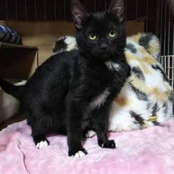 2月16日に愛知県豊川市で譲渡会 サムネイル3