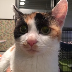 2月16日に愛知県豊川市で譲渡会 サムネイル2