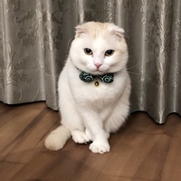 福丸