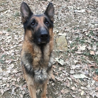 里親様募集中です。