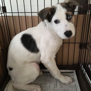 この子を助けてください。