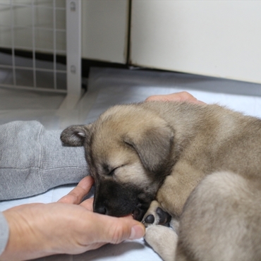 我が家に来て５日目。甘えたさんで私の指をチュウチュウ吸ってくれます。