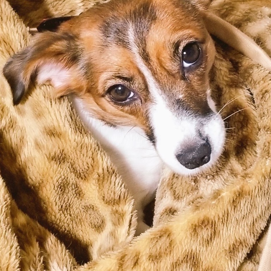 サンのカバー写真