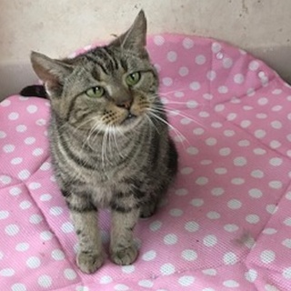 母性豊で性格花丸のさやかです。