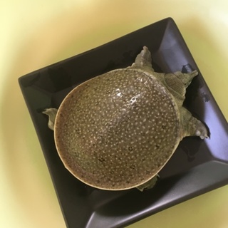 すっぽんの里親募集してます