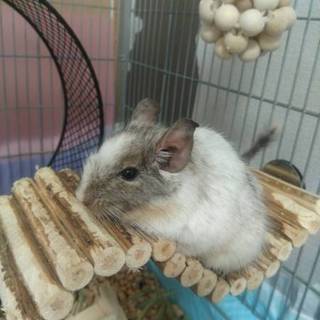 デグーの女の子、一歳です。