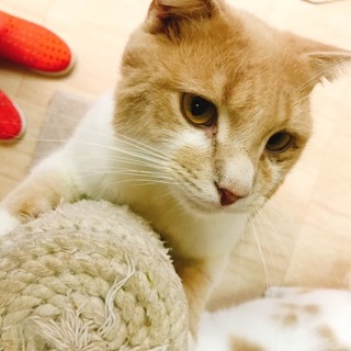 甘えるのが上手な優しいスコ♂アール君です！