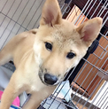 頭いい柴犬(血統書付き）