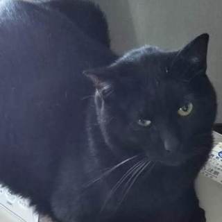 クロちゃん♂(推定3～5歳)